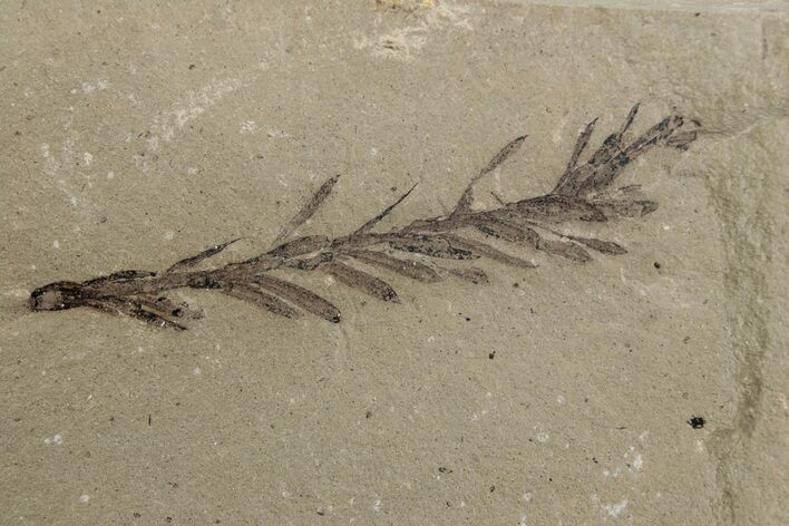 Dawn Redwood (Metasequoia) Fossil - Montana #378232